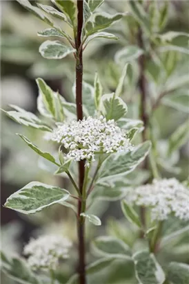 Weißbunter Hartriegel - Cornus alba 'Elegantissima' - Wildgehölze