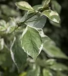 Weißbunter Hartriegel - Cornus alba 'Elegantissima' - Wildgehölze