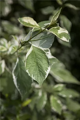 Weißbunter Hartriegel - Cornus alba 'Elegantissima' - Wildgehölze