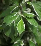 Weißbunter Hartriegel - Cornus alba 'Elegantissima' - Wildgehölze