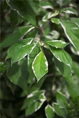 Weißbunter Hartriegel - Cornus alba 'Elegantissima' - Wildgehölze