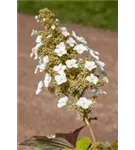 Eichenblättr.Hortensie 'Sike's Dwarf' - Hydrangea quercifolia 'Sike's Dwarf'