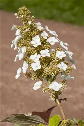 Eichenblättr.Hortensie 'Sike's Dwarf' - Hydrangea quercifolia 'Sike's Dwarf'