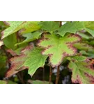 Eichenblättr.Hortensie 'Sike's Dwarf' - Hydrangea quercifolia 'Sike's Dwarf'