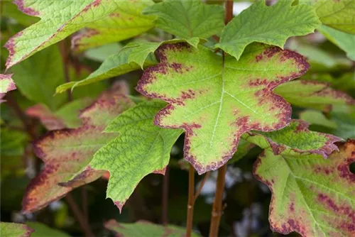 Eichenblättr.Hortensie 'Sike's Dwarf' - Hydrangea quercifolia 'Sike's Dwarf'