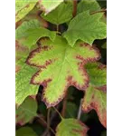 Eichenblättr.Hortensie 'Sike's Dwarf' - Hydrangea quercifolia 'Sike's Dwarf'