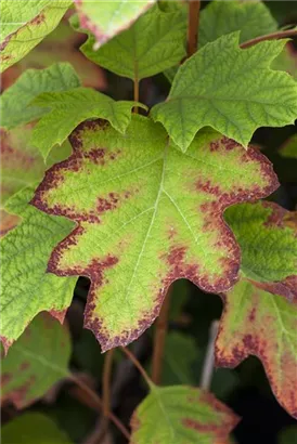 Eichenblättr.Hortensie 'Sike's Dwarf' - Hydrangea quercifolia 'Sike's Dwarf'