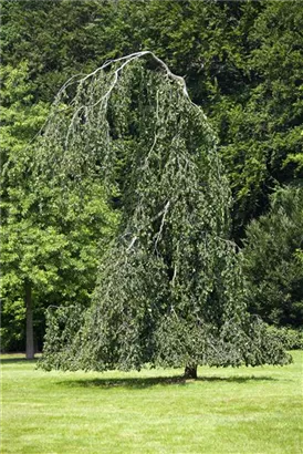 Grüne Hängebuche - Fagus sylvatica 'Pendula'