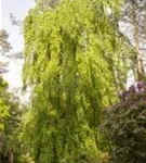 Grüne Hängebuche - Fagus sylvatica 'Pendula'