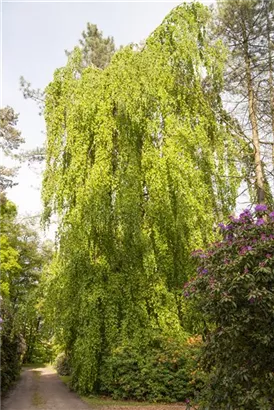 Grüne Hängebuche - Fagus sylvatica 'Pendula'