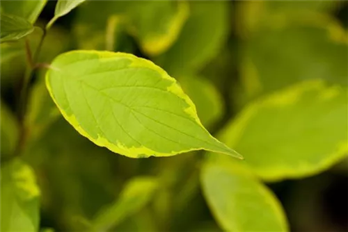 Hartriegel 'Gouchaultii' - Cornus alba 'Gouchaultii'