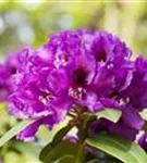 Rhododendron-Hybride 'Rasputin' - Rhododendron Hybr.'Rasputin' III