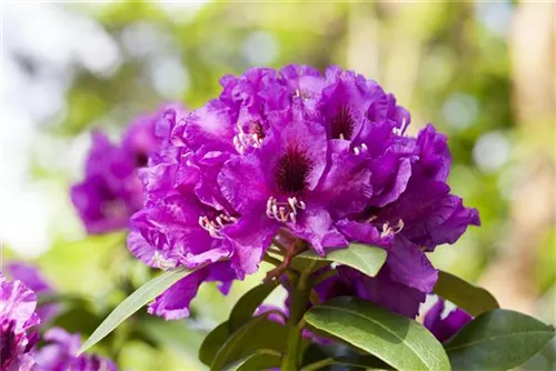 Rhododendron-Hybride 'Rasputin' - Rhododendron Hybr.'Rasputin' III