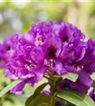 Rhododendron-Hybride 'Rasputin' - Rhododendron Hybr.'Rasputin' III