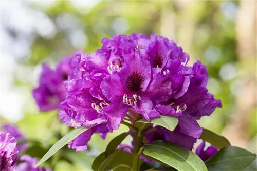 Rhododendron-Hybride 'Rasputin' - Rhododendron Hybr.'Rasputin' III