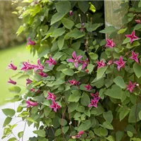 Die Clematis im Garten