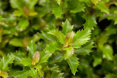 Stechpalme 'Little Rascal' - Ilex 'Little Rascal' - Heckenpflanzen