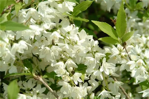 Gefüllter Gartenjasmin 'Schneesturm' - Philadelphus 'Schneesturm'