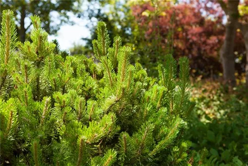 Krummholz-Kiefer - Pinus mugo mughus - Formgehölze