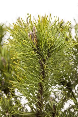 Krummholz-Kiefer - Pinus mugo mughus - Formgehölze