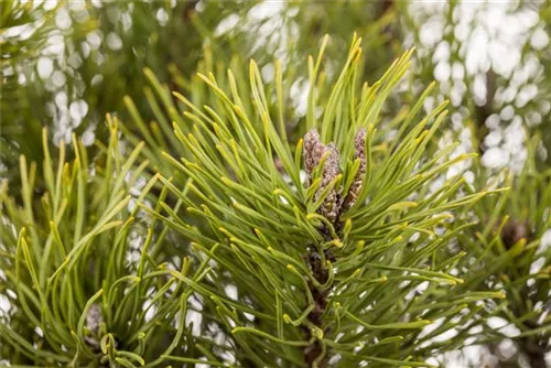 Krummholz-Kiefer - Pinus mugo mughus - Formgehölze