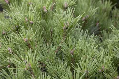 Krummholz-Kiefer - Pinus mugo mughus - Formgehölze