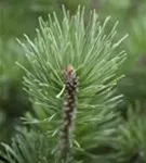 Krummholz-Kiefer - Pinus mugo mughus - Formgehölze