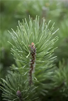 Krummholz-Kiefer - Pinus mugo mughus - Formgehölze