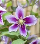 Waldrebe Piilu - Clematis 'Piilu'