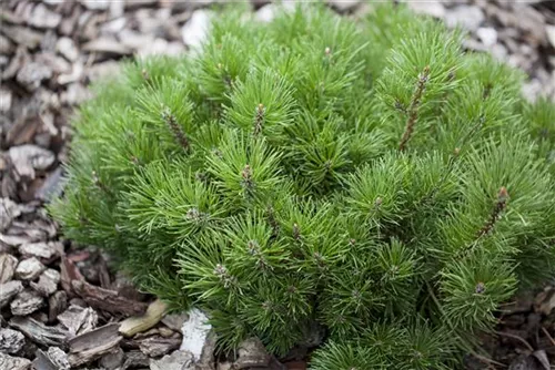 Krummholz-Kiefer - Pinus mugo mughus - Formgehölze