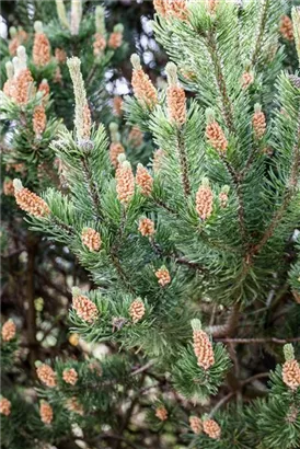 Krummholz-Kiefer - Pinus mugo mughus - Formgehölze