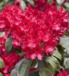 Rhododendron-Hybride 'Red Jack' - Rhododendron Hybr.'Red Jack' III