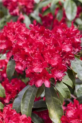 Rhododendron-Hybride 'Red Jack' - Rhododendron Hybr.'Red Jack' III