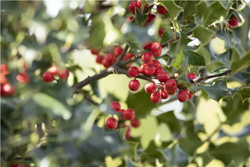 Alaska-Stechpalme - Ilex aquif.'Alaska'