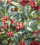 Alaska-Stechpalme - Ilex aquif.'Alaska'