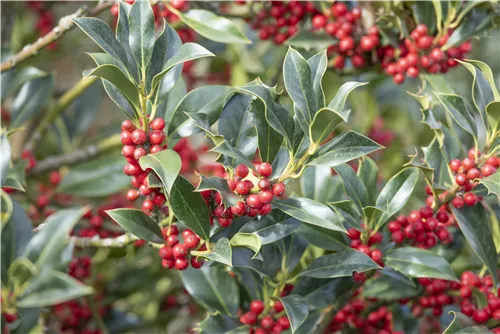 Alaska-Stechpalme - Ilex aquif.'Alaska'