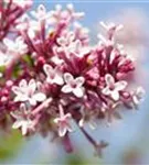 Herbstflieder - Syringa microphylla 'Superba' - Ziergehölze