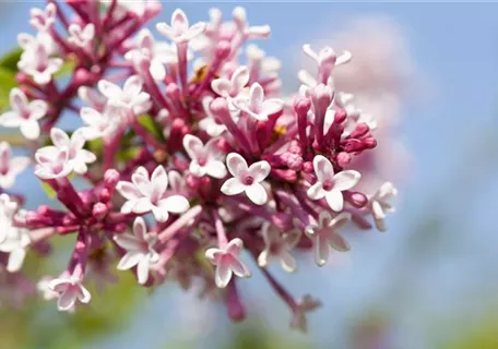 Syringa microphylla 'Superba' - Ziergehölze - Herbstflieder