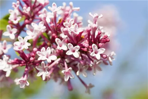 Herbstflieder - Syringa microphylla 'Superba' - Ziergehölze