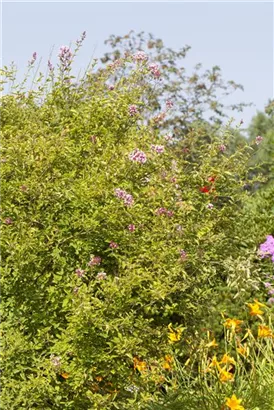 Herbstflieder - Syringa microphylla 'Superba' - Ziergehölze