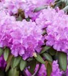 Rhododendron-Hybride 'Roseum Elegans' - Rhododendron Hybr.'Roseum Elegans' I