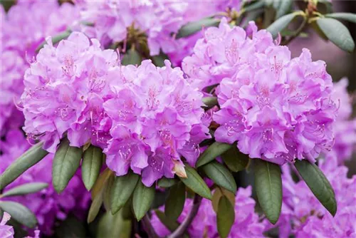 Rhododendron-Hybride 'Roseum Elegans' - Rhododendron Hybr.'Roseum Elegans' I