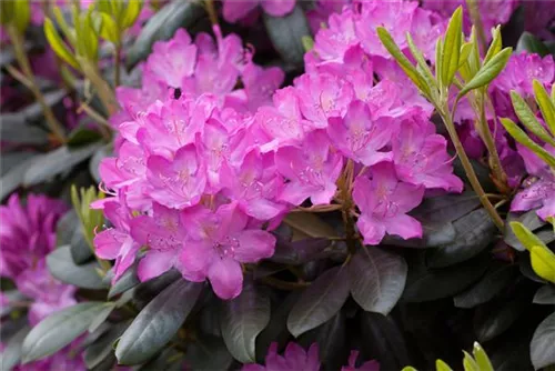 Rhododendron-Hybride 'Roseum Elegans' - Rhododendron Hybr.'Roseum Elegans' I