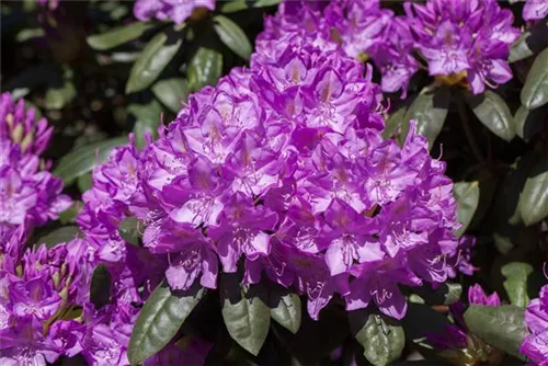 Rhododendron-Hybride 'Roseum Elegans' - Rhododendron Hybr.'Roseum Elegans' I