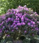 Rhododendron-Hybride 'Roseum Elegans' - Rhododendron Hybr.'Roseum Elegans' I