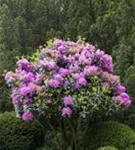 Rhododendron-Hybride 'Roseum Elegans' - Rhododendron Hybr.'Roseum Elegans' I