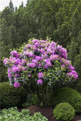 Rhododendron-Hybride 'Roseum Elegans' - Rhododendron Hybr.'Roseum Elegans' I