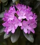 Rhododendron-Hybride 'Roseum Elegans' - Rhododendron Hybr.'Roseum Elegans' I