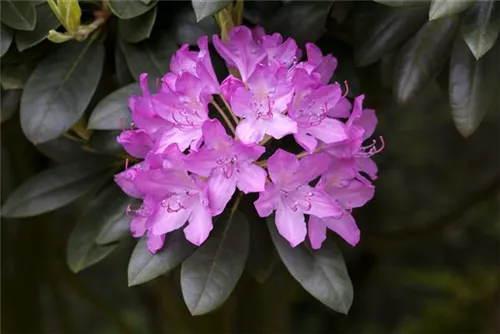 Rhododendron-Hybride 'Roseum Elegans' - Rhododendron Hybr.'Roseum Elegans' I