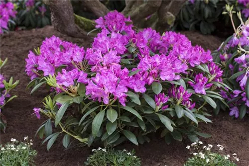 Rhododendron-Hybride 'Roseum Elegans' - Rhododendron Hybr.'Roseum Elegans' I